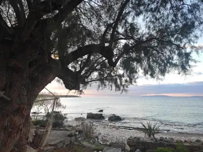 a large tree on a beach with the ocean at Georgoshouse Lykos beach Sfakia in Livanianá