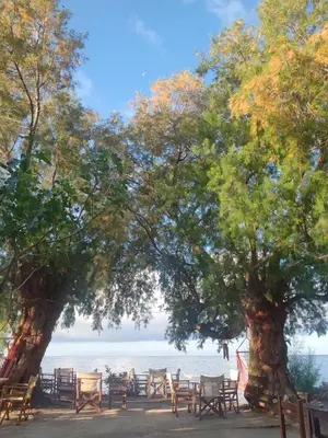 a row of tables and chairs under two trees at Georgoshouse Lykos beach Sfakia in Livanianá