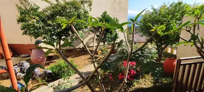 a garden with trees and plants in a yard at Village house with a nice garden in Stérnai