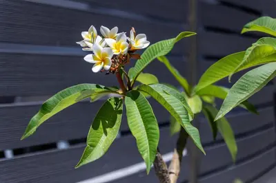 a tree with yellow and white flowers on it at Fanouris Luxury Apartments in Chania Town