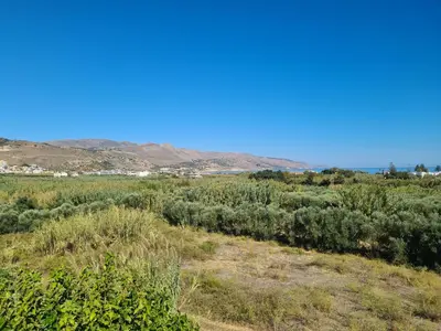 a field of trees with the ocean in the background at VILLA PAGONI Residence Selini Villas N 1 Kolymbari Chania in Kolymvari