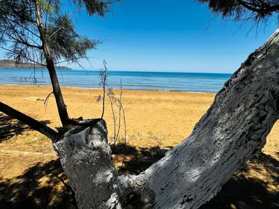 a tree on a beach with the ocean in the background at lifeguard beachfront - Luxury Flat, 30meters From Sea in Stalos