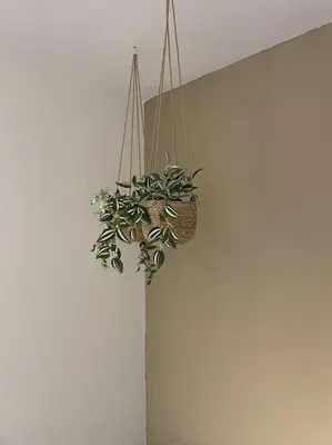 a potted plant is hanging on a wall at almond home in Livadia