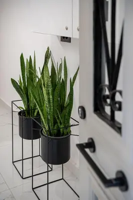 two plants in black pots next to a door at Porto Vecchio in Chania Town