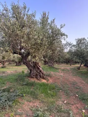 an olive tree in the middle of a field at Isabel Artemis Crete - Luxury Sea Views Villas in Nopíyia