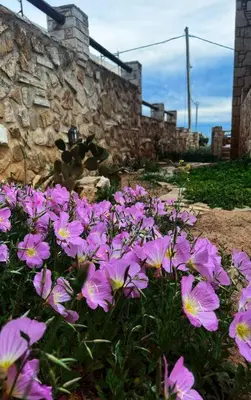 a bunch of purple flowers in front of a stone wall at Pink House 2 in Palaiochóra