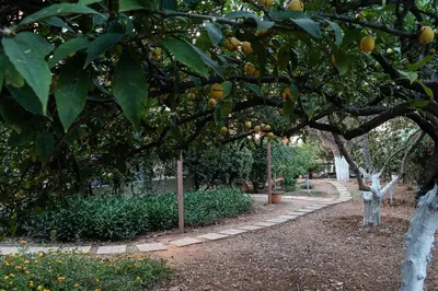 a bunch of oranges hanging from trees in a garden at glarosmaisonette in Kato Daratso