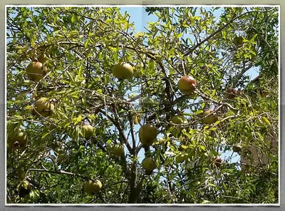 an apple tree with lots of apples on it at Olive tree Cottages in Palaiochóra