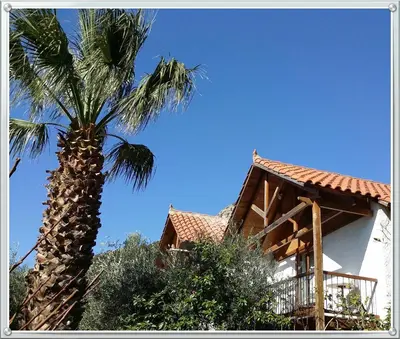 a palm tree in front of a house at Olive tree Cottages in Palaiochóra