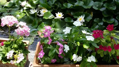 a bunch of flowers in a wooden box at Olive tree Cottages in Palaiochóra