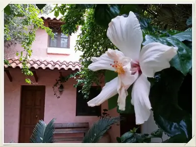 a white flower in front of a house at 2bedrooms Cottage 1 in Palaiochóra