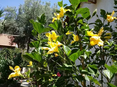 a tree with yellow flowers in front of a building at 2bedrooms Cottage 1 in Palaiochóra
