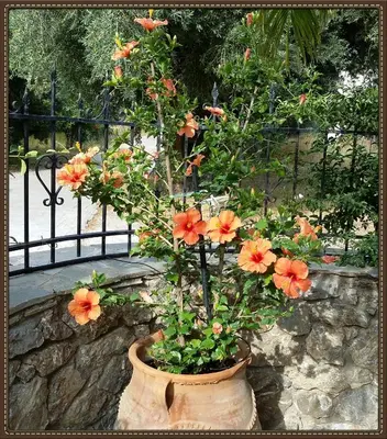 a planter with orange flowers in front of a fence at 2bedrooms Cottage 1 in Palaiochóra
