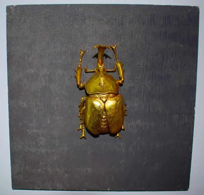 a gold beetle sitting on top of a table at Renia's house in Daratso