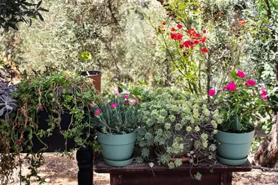 a group of potted plants sitting on a table at Renia's house in Daratso