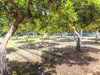 a group of trees in a field with grass at Green Orange Villa near Platanias in Chania Town