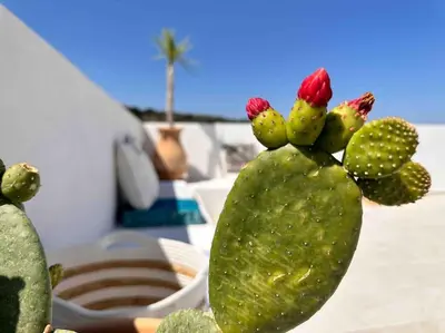 a green cactus with red flowers on top of it at Villa Xanthippe in Vamos
