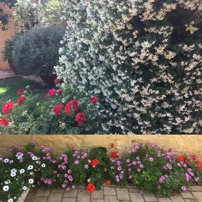 a bunch of flowers in a garden at Villa Dimi in Kalathas