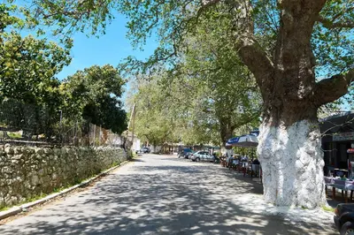 a tree on the side of a street with tables at La Maison to Chani in Stílos