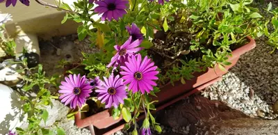 a bunch of purple flowers in a flower pot at Zinovia in Kato Daratso