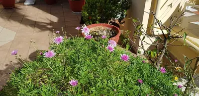 a bunch of purple flowers in a garden at Zinovia in Kato Daratso