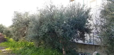 a large tree in front of a building at Zinovia in Kato Daratso