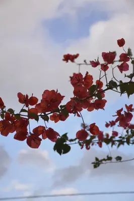a branch with red flowers in the sky at Casa Vista in Kissamos