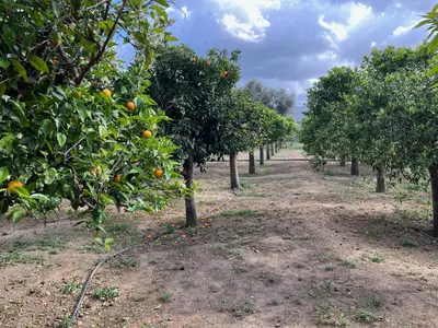 a row of orange trees in an orchard at Primavera Retreat in Chania Town