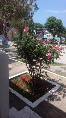 a small tree with pink flowers in a parking lot at Andy's Gardens in Gerani Chanion