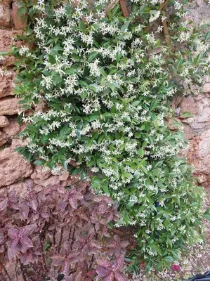 a plant with white flowers on a wall at Kalliston City House with a Yard in Chania Town