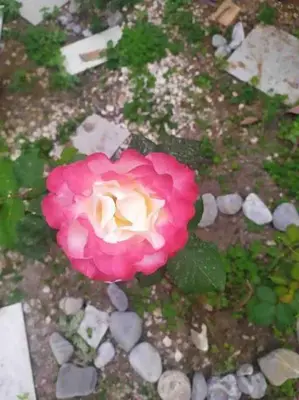 a pink rose sitting on top of rocks at Kalliston City House with a Yard in Chania Town
