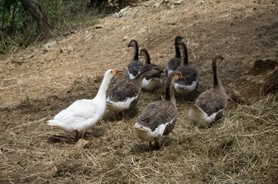 a group of ducks standing in the grass at House Of Ntounias ΙΙ in Dhrakóna