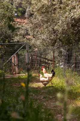 two chickens walking in a field near a fence at House Of Ntounias ΙΙ in Dhrakóna