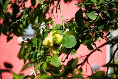 a bunch of green apples hanging from a tree at Levendi's House in Kissamos