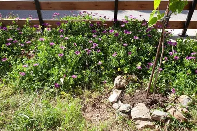 a garden with purple flowers in the grass at Chania Paradise Retreat in Rodhopós
