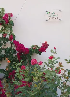 a bunch of flowers on a wall with a sign at Impressive Platanias Villa Villa Bulma 2 Bedrooms Private Pool in Plataniás