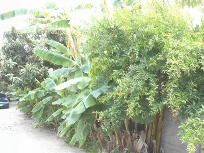 a bunch of green plants on a wall at Banana Leaves Flat in Chania Town
