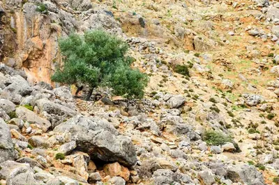 a tree on the side of a rocky mountain at Livaniana Panoramic View house 2 in Livanianá