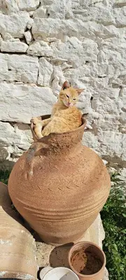 a cat sitting in a flower pot at Villa ABBA in Plaka