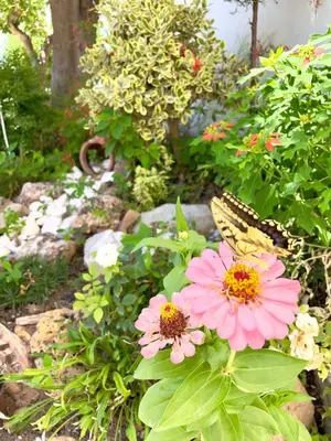a garden with pink flowers and a butterfly at Kyparissos Apartment II in Kissamos