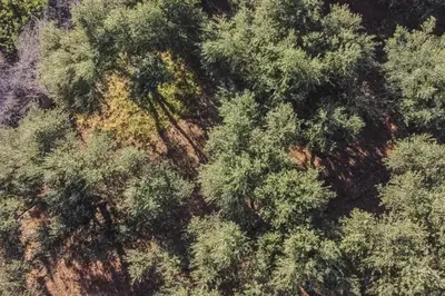 an overhead view of a forest of trees at Koralia's Villas in Chorafakia