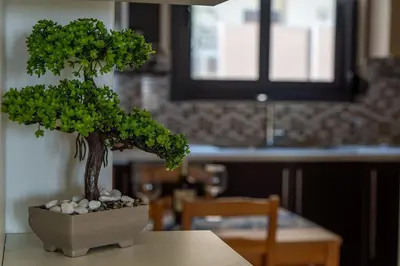 a bonsai tree sitting on top of a table at Maisonette with Exclusive Private Parking in Chania Town