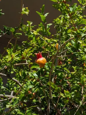 a flower on a tree with green leaves at Rodi Apartment in Kolymvari