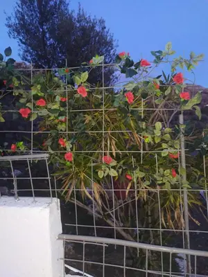 a plant with red flowers is behind a fence at Agnanti in AsfendhilÃ©s