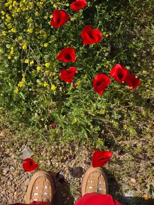 a person standing in front of a field of red flowers at Agros simple living in Frangokastello