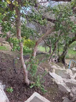 a group of trees in a park with rocks at Κρητικό Σπίτι Στον Παράδεισο in Palaiochóra