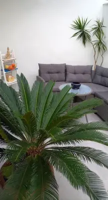 a palm tree in a living room with a couch at Astrinos Apartment Simple cozy comfortable close to the beach in Chania Town
