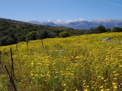 a field of yellow flowers on a hill with mountains at Villa Galania Armeni Crete in Arménoi