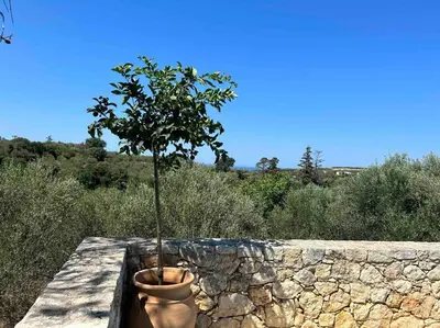 a tree in a pot next to a stone wall at Perfect home away from home in Palio Gerani