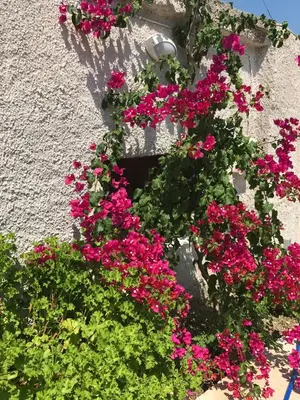 a window with pink flowers on a wall at Cyan Icons Villas Kalyves Chania in Kalyves